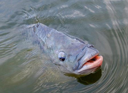 Nutrição adequada para peixes de cativeiro garante produtividade e equilíbrio ambiental