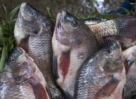 ​Alternativas na produção permitem abate de tilápias de 1kg em 7 meses