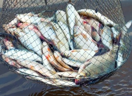 Parceria busca impulsionar exportações de pescados