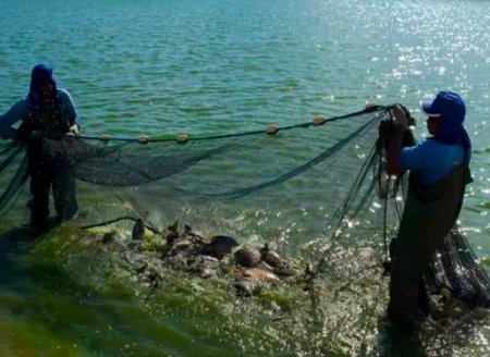 Às vésperas da Páscoa, suspensão de feiras livres preocupa produtores de peixe