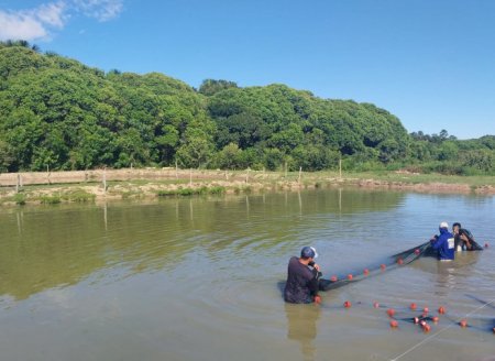 Adapec intensifica vigilâncias ativas em pisciculturas produtoras de formas jovens de peixes