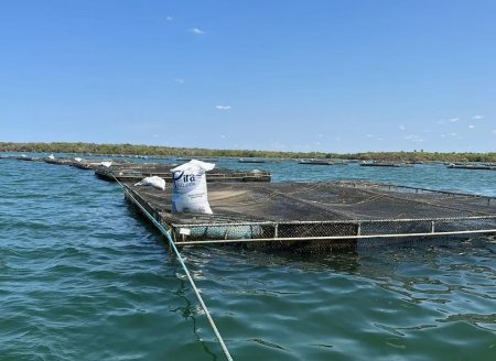 Nutrição de alta tecnologia ajuda nos desafios de criar peixes em altas temperaturas