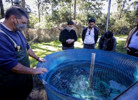 ​Instituto de Pesca realiza pesquisas em biotecnologia que pode viabilizar produção de salmão no Brasil