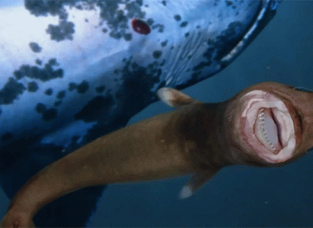 ​Conheça o tubarão-charuto, o terror das baleias e dos golfinhos