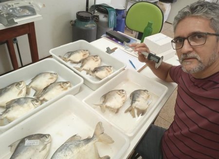 ​Biólogo de Palmas descobre nova espécie de peixe no Rio Tocantins