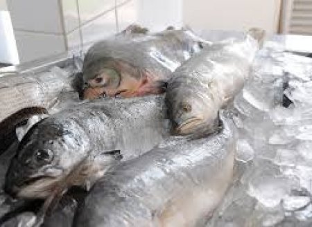 ​Mercado registra aumento de consumo e de produção de pescado, peixes e camarões