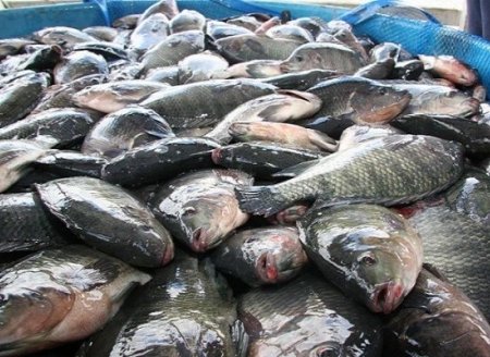 Abertura de novos mercados faz Brasil mirar protagonismo em peixes de cultivo até 2022