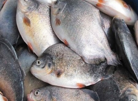 ​Marrocos abre mercado para o pescado brasileiro, informa Ministério  