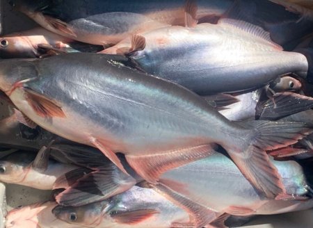   A crescente popularidade: Características do Pangasius, entenda