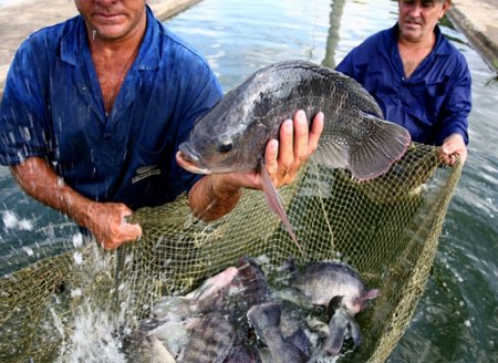 ​Governo  encaminha proposta para disciplinar a atividade de aquicultura no AM  