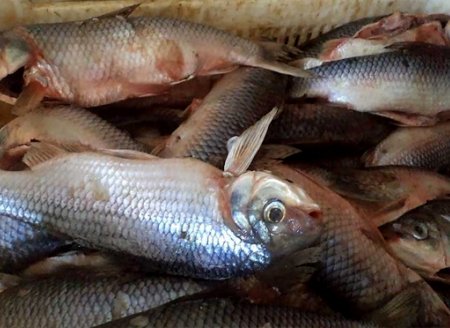 ​Portaria define critérios para pesca primária