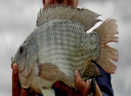 Mato  Grosso do Sul tem aumento na exportação de pescado em 2020