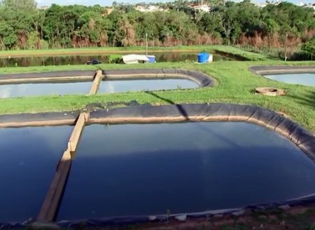 ​Piracema é a melhor época do ano para criadores de lambaris