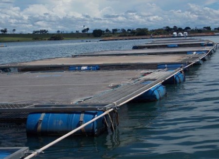  Uso de ingredientes naturais na aquacultura auxilia no controle de algas e aumenta níveis de produção