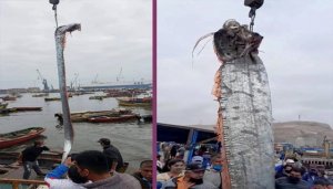 ​Peixe do 'fim do mundo' que anuncia desastres é capturado