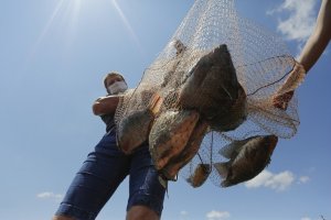 Produção de tilápia no Brasil mais que dobrou em uma década