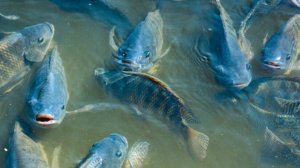  Peixes Projeto Tilápias do Oeste do Paraná trabalha para impulsionar o setor