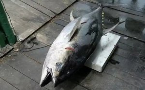 Brasil obtém autorização internacional para manter volume de pesca do atum   