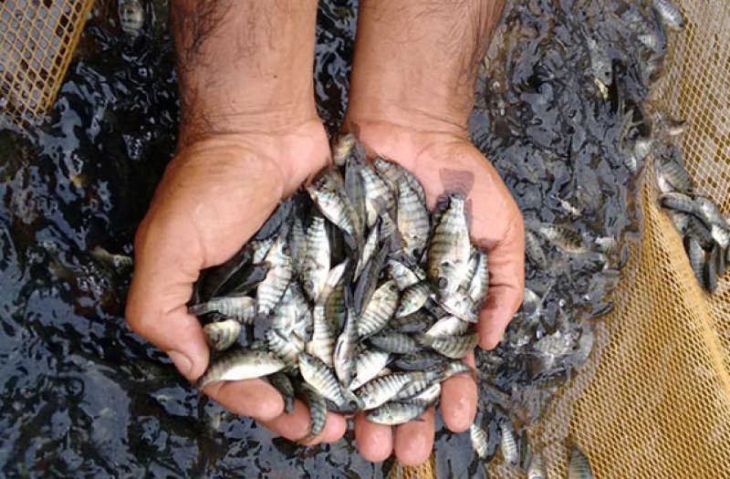 Povoamento de alevinos de peixes nativos, Aquicultura Fazenda São Paulo, Brejinho de Nazaré, Tocantins